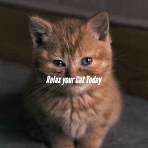 Relax your Cat Today - Jazz Lounge Cafe
