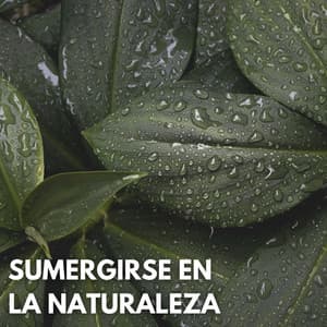 Sumergirse En La Naturaleza - Acústica de la Naturaleza