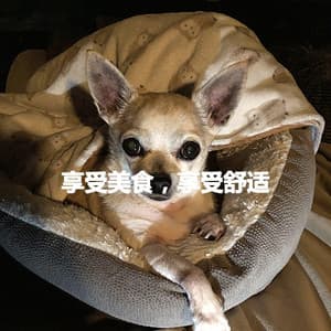 享受美食，享受舒适 - Soft Music Playlisted