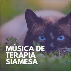 Música de Terapia Siamesa - Musica para Gatos