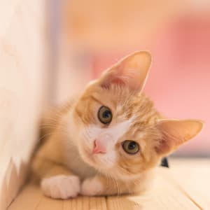 Catnap Melodies: Gentle Sounds for Cats - Thinking Music