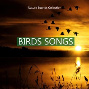 Nature Sounds Collection Birds Songs - Rain Sounds & Nature Sounds
