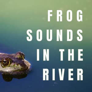 Frog Sounds in the river - Frog Sounds