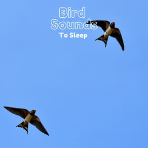 Bird Sounds to Sleep - Natural Sample Makers
