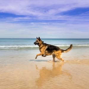 Pet Serenade: Ocean Soundscapes of Affection - Ocean of Relax