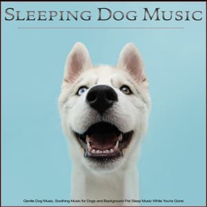 Sleeping Dog Music: Gentle Dog Music, Soothing Music for Dogs and Background Pet Sleep Music While You're Gone - Music For Dogs