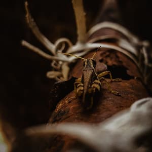 Chirps & Calm: Cricket Meditation Tracks - Nature Is Calling