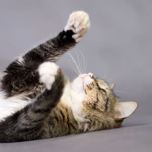 Binaural Rain's Playful Soundscape for Cats - Rain Sounds ACE