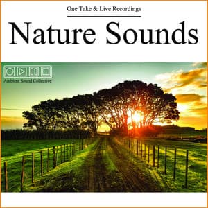 Nature Sounds - One Take & Live Recordings - Ambient Sound Collective