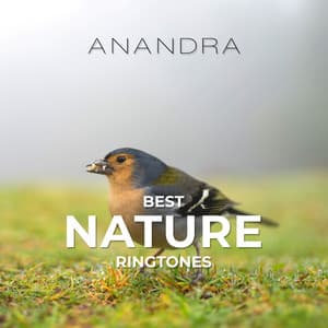 Best Nature Ringtones: Singing Birds, Ocean Waves, Rainforest, Thunderstorm - Anandra