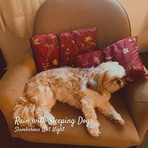 Rain with Sleeping Dogs: Slumberous Wet Night - The Rain Factory