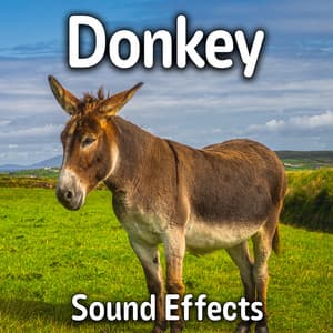 Donkey Sound Effects - Sound Ideas