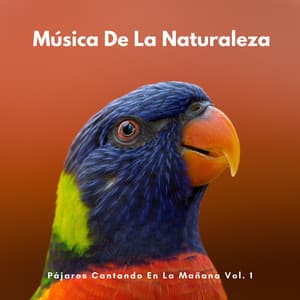 Música De La Naturaleza: Pájaros Cantando En La Mañana Vol. 1 - Sonidos De Pajaros