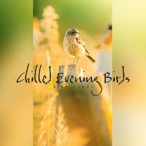 Chilled Evening Birds - Bird Songs