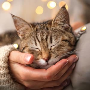 Guitar Music for Cats: Calming Melodies for Your Feline Friend - Guitar Waves