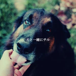犬と一緒にチル - Dinner & Instrumental Jazz