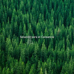 Solución para el Cansancio: Paz, Relajantes Sonidos de la Naturaleza, Sueño Profundo y Regenerador, Relajación Irlandesa - Academia de Sonidos de la Naturaleza para Dormir