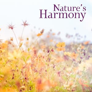 Nature’s Harmony: Soundscapes Inspired by Beautiful Nature - Sounds of Nature Kingdom