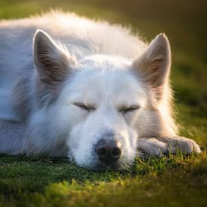 Abrazo Nocturno: Ritmos De Hip Hop Para Perros - Dualismo