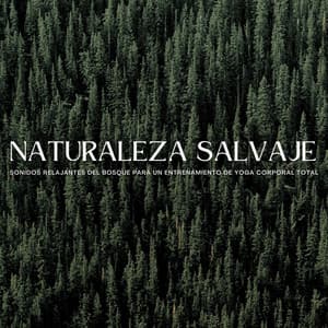 Naturaleza Salvaje: Sonidos Relajantes Del Bosque Para Un Entrenamiento De Yoga Corporal Total - El colectivo de la selva tropical