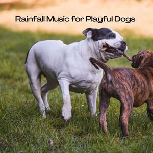 Rainfall Music for Playful Dogs - Clouds of Calm