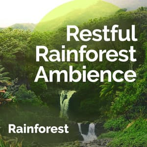 Restful Rainforest Ambience - Rainforest