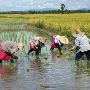 Nature's Work Companion: A Rain Serenade for Productivity - Rainy Day Music