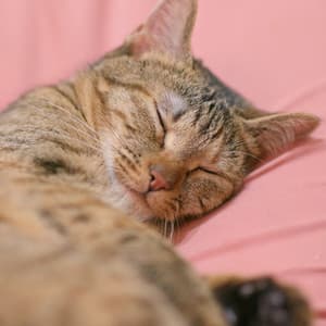 Catnap Serenity: Jazz Piano for Relaxed Cats - Coffee Shop Jazz Piano Chilling