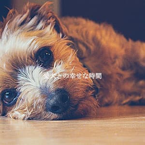 愛犬との幸せな時間 - Restaurante Jazz Clásicos