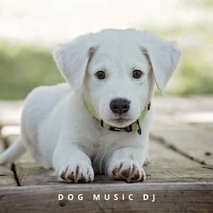 Calming Music For Dogs - Dog Music DJ