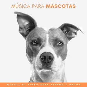 Música Para Mascotas: Música De Piano Para Perros Y Gatos - Música Relajada de Piano