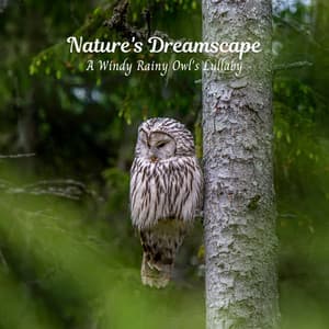 Nature's Dreamscape: A Windy Rainy Owl's Lullaby - Rain - Spring Shower