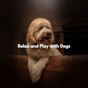 Relax and Play with Dogs - Abendessen Jazz Ambiente