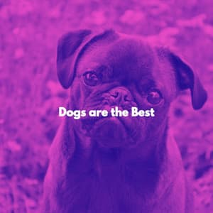 Dogs are the Best - Musica per Rilassarsi
