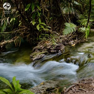 Jungle Noise Sound Symphony - Mother Nature Ambience