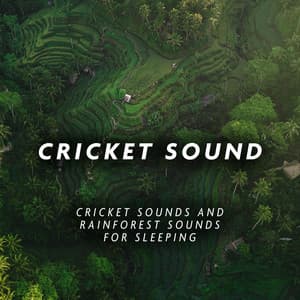 Cricket Sounds and Rainforest Sounds for Sleeping - Cricket Sound