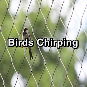 Birds Chirping - Nature Bird Sounds