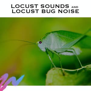 Locust Sounds and Locust Bug Noise - White Noise Radiance