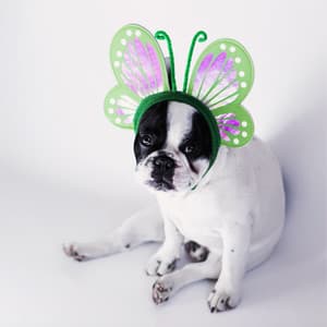 Sunrise Odyssey - Solis Reverie