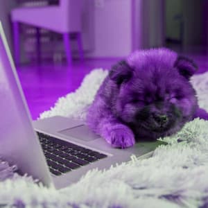 Music for Cozy Doggo - Smart Jazz Quintet - Jazz Music for Dogs