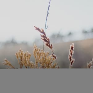 Supreme Symphonies for Sacred Space of Calmness and Stillness of the Mind - Tonal Meditation Collective