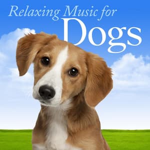 Relaxing Music for Dogs: Most Popular Songs for Calming Down Your Dog, Puppy or Pet - Official Pet Care Collection