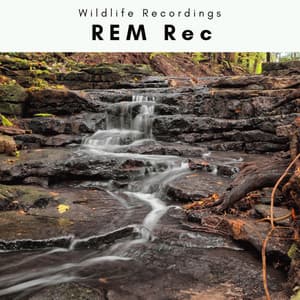 1 0 1 REM Rec - Wildlife Recordings