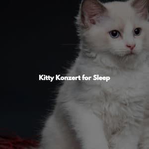 Kitty Konzert for Sleep - Afternoon Chill Out Playlist