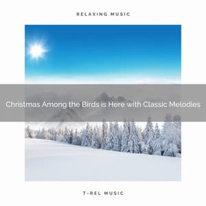 Christmas Among the Birds is Here with Classic Melodies - Sound Sleeping