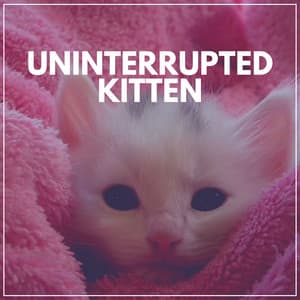 Uninterrupted Kitten - Cat Music Therapy