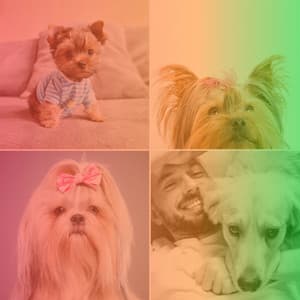 Sprightly Ambiance for Keeping Pups Happy - Good Dog Music