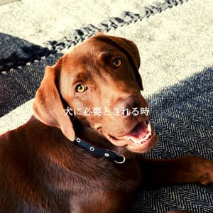 犬に必要とされる時 - Cooking Music