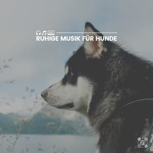 Ruhige Musik für Hunde - Hundemusik