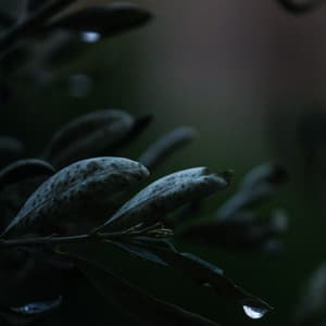 Summer Blissful Summer Rain Sounds for Relaxation & Meditation - Nature Sounds